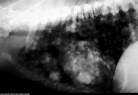 Lung cancer in dogs and cats compared to people, primary lung cancer is very uncommon in dogs. Dog Lung Cancer Xray - Goldenacresdogs.com