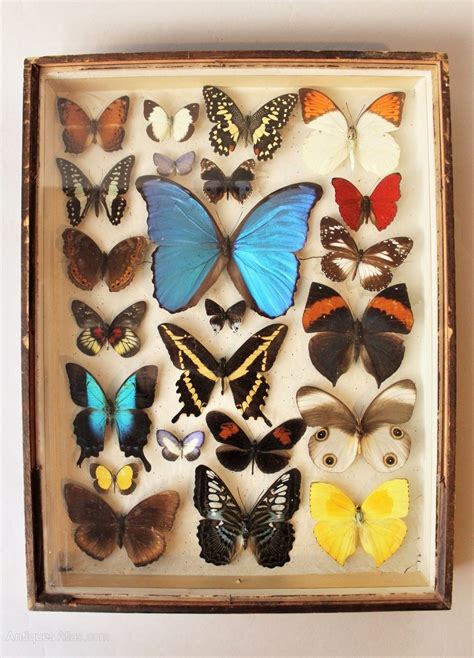 Antiques Atlas Antique Butterfly Collection Rare Specimens