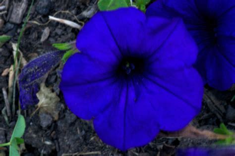 ~whether the flowers are colorful or not, grouping the stems are very dark coloured, you keep looking at them. Blue flower - Wikipedia