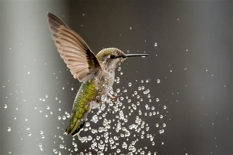 See The Spectacular Winners Of The 2020 Hummingbird Photo Contest