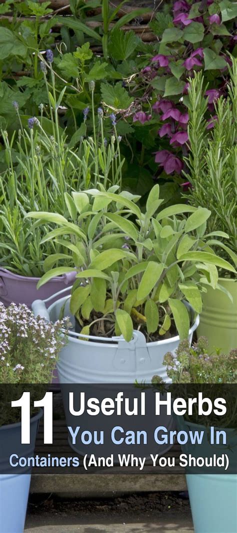 Several Potted Plants With The Words 11 Useful Herbs You Can Grow In