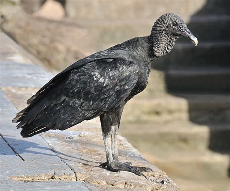 Species Profile Coragyps Atratus Black Vulture Bella Vista