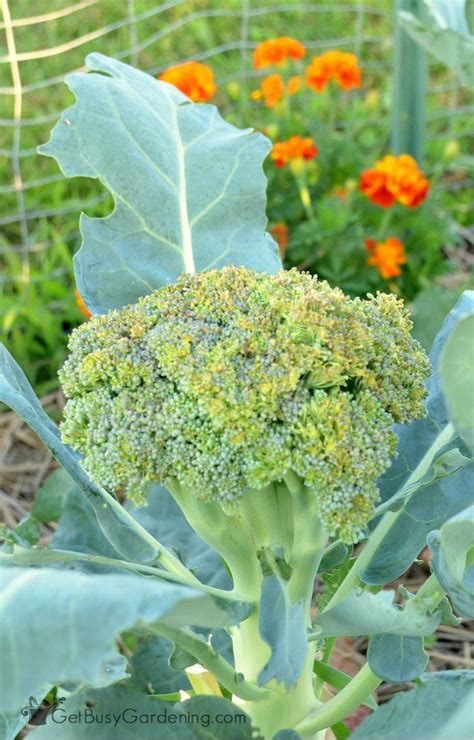 Growing Broccoli From Seed Is Fun And Rewarding This Step By Step