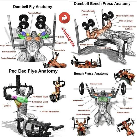 chest muscles antomy chest exercises