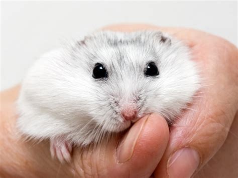 Different Types Of Hamsters Complete Guide Northern Nester