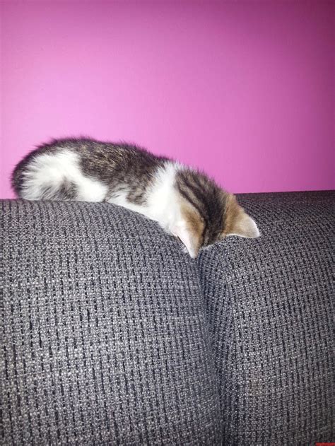 New Kitten Fell Asleep In This Position Cute Cats Hq Pictures Of