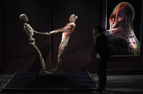 Anatomy Map Of Body Human Body Bodies The Exhibition