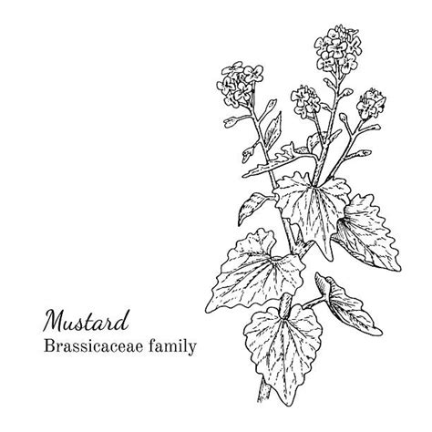 Royalty Free Mustard Plant Clip Art Vector Images And Illustrations Istock