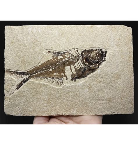 Fossils Eocene Fossil Fish From Wyoming Usa Diplomystus