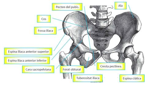 Mapa Conceptual De Huesos Del Miembro Inferior Cintura Pelviana