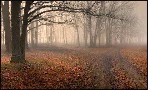 Foggy Paths Landscape Photos