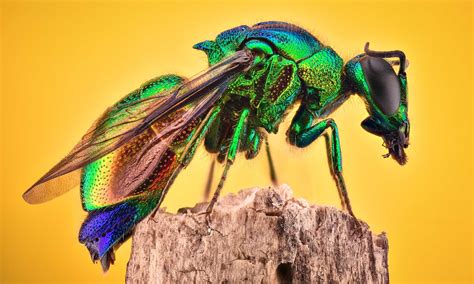 Discover 14 Types Of Wasps In Texas Az Animals