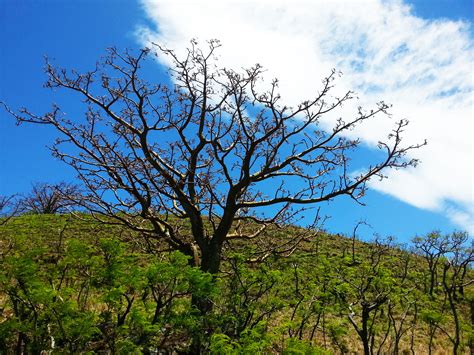The Wiliwili Tree Is Typically Found In Hawaiian Tropical Dry Forests