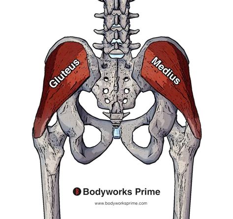 Gluteus Medius Muscle Anatomy Bodyworks Prime