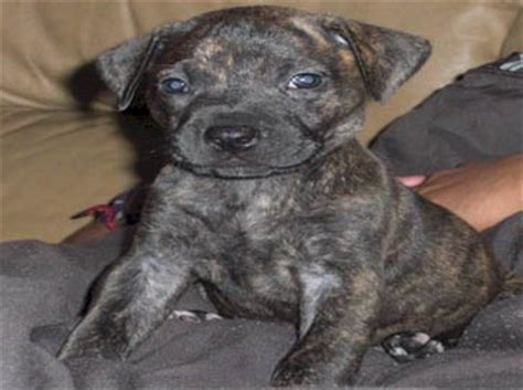 You will recognize brindle pitbull puppy when you see the mixture of the colors resulting in the dotted appearance of he streaks. American Pit Bull Registry - Brindle Pit Bull Puppy Pictures