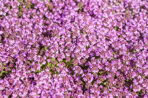Red Creeping Thyme A Pollinator Friendly Flowering Perennial