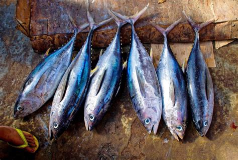 Tuna Fishermen To Enjoy Double Catch Quotas In 2018 Iia