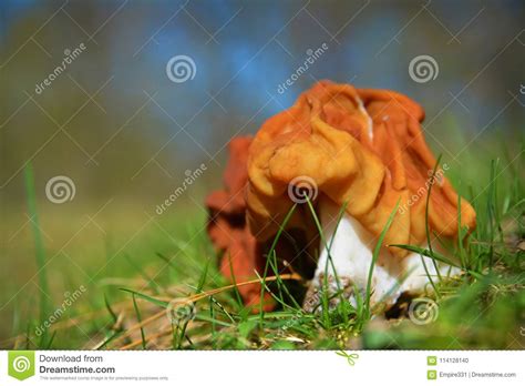 False Morel Mushroom Stock Photo Image Of Stem Toxic