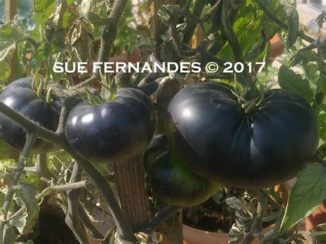 Ein echtes schmuckstück im garten und auf dem teller ist die stabtomate 'beauty queen'. Plants Growing In My Potted Garden.: Heirloom Tomatoes The ...