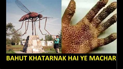 See This Video Before You End Your Life Biggest Mosquito In The World