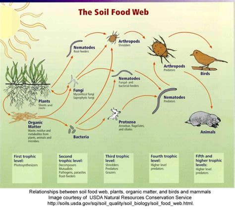 The Soil Food Web Soils Alive Building Healthy Soil