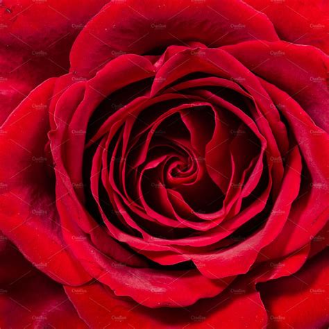 Single Red Rose Close Up High Quality Holiday Stock