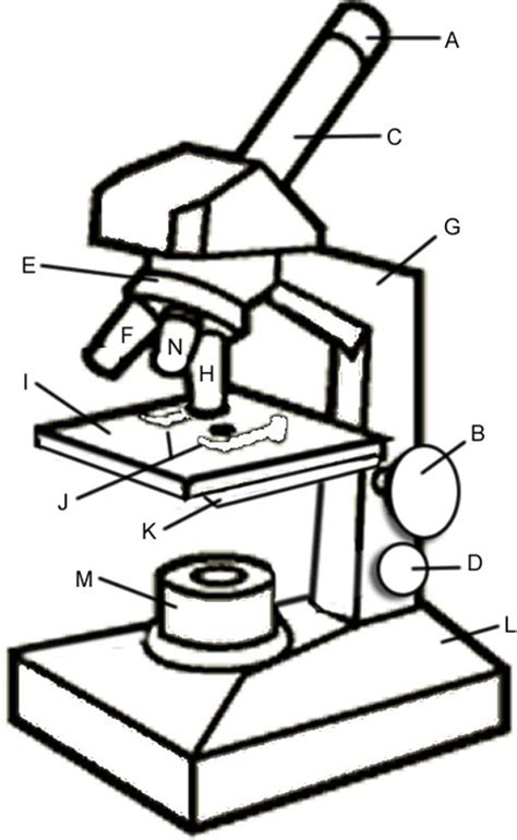 Simple Labeled Simple Light Microscope Diagram Micropedia