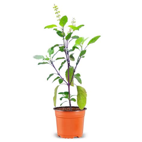 Krishna Tulsi Plant Holy Basil Ocimum Tenuiflorum Black Plant