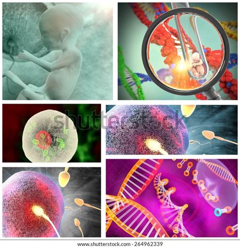 Human Fertilization Process Stock Illustration 264962339