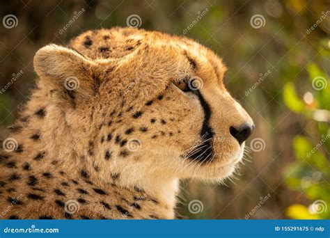 Close Up Of Female Cheetah Head In Profile Stock Image Image Of