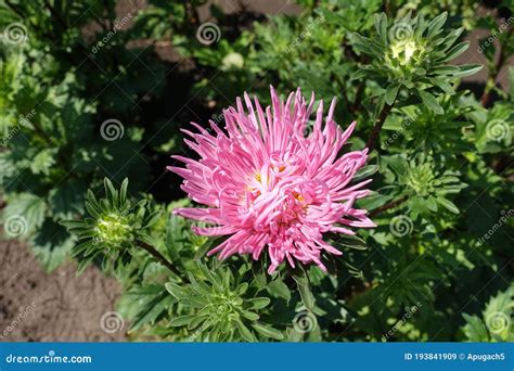 Bright Pink Flower Of China Aster With Thread Like Petals Stock Image
