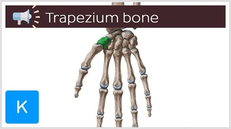 Trapezium Bone Anatomical Terms Pronunciation By Kenhub Youtube