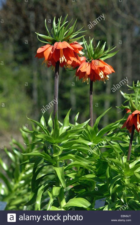Crown Imperial Lily Fritillaria Imperialis Blooming Stock Photo Alamy