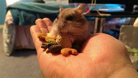 Tame Russian Dwarf Hamsters Steps To Success