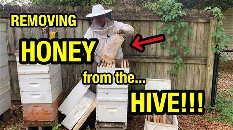 Honey Harvest How To Remove Frames Of Honey From A Beehive Youtube