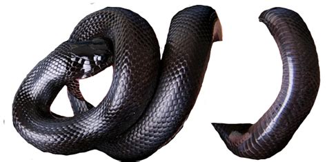 Poisonous Snake Png File Png Mart