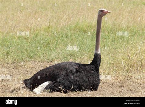 A Common Ostrich Struthio Camelus Sitting At The Ground In Serengeti