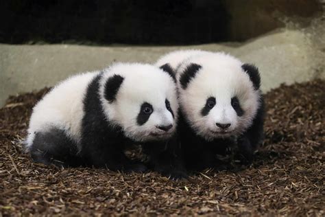 Watch These Adorable Twin Panda Cubs Take Their First Steps In Public
