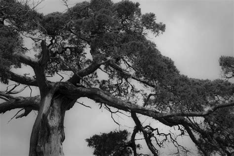 Gnarly Cedar Tree Photograph By Teresa Mucha Fine Art America