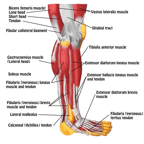 Leg Muscles Diagram Labeled