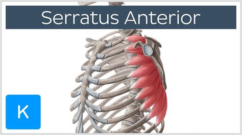 Serratus Anterior Muscle Function Origins Human Anatomy Kenhub