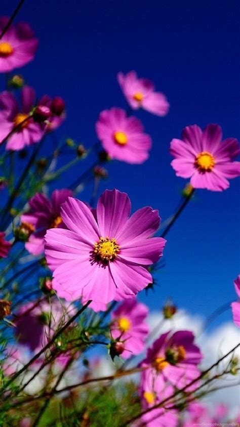 Cosmos Flowers Wallpapers Download Mobcup