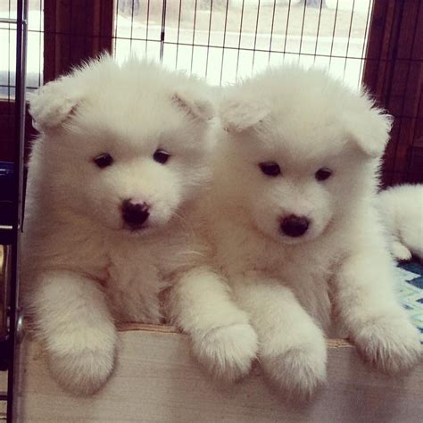 Samoyed Puppies For Sale Los Angeles Ca 285100