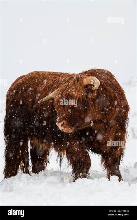 Highland Cattle In The Snow Stock Photo Alamy