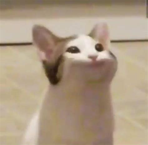 Wide Mouth Singing Cat Photo 1 Pop Cat Know Your Meme