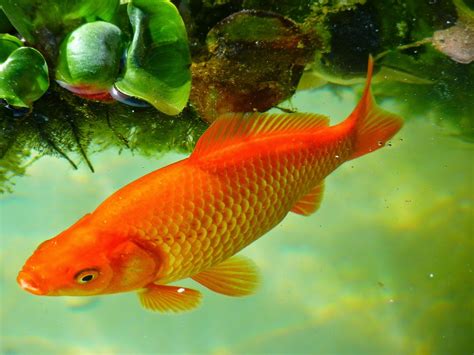 Mewarnai Gambar Ikan Mas | Mewarnai Gambar