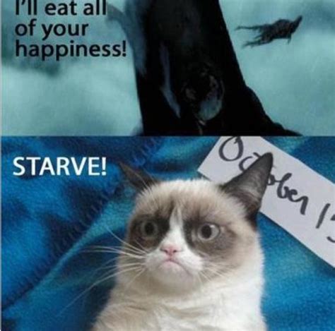 Harry Potter And Grumpy Cat Funny Grumpy Cat Memes Grumpy Cat Humor