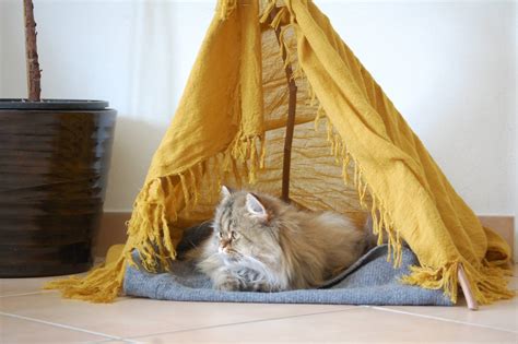 Pet teepee for dogs, cats, rabbits, hedgehogs, pigs and guinea pigs. DIY Cat Teepee: fast, free and easy! | Meow Lifestyle
