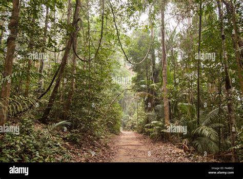 Tropical Rainforest Hi Res Stock Photography And Images Alamy
