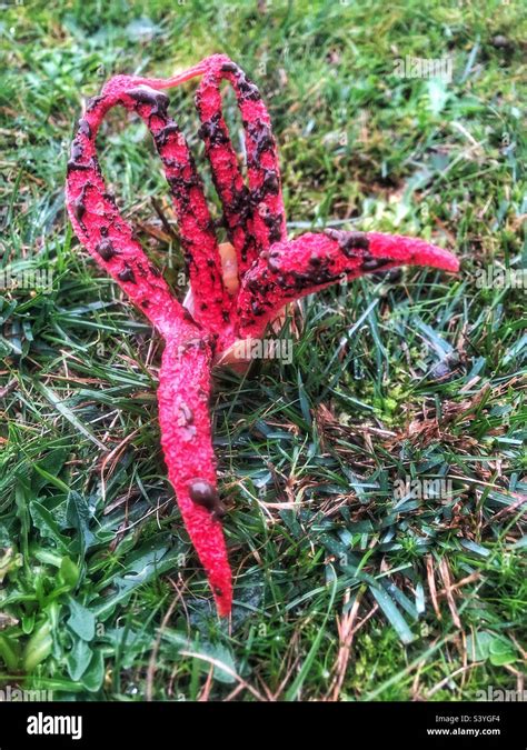 Devils Fingers Fungus Clathrus Archeri And Sometimes Referred To As